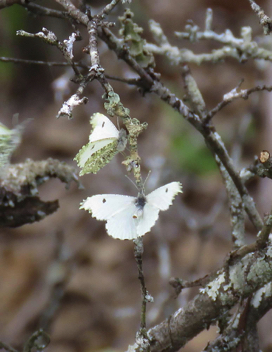 Falcate Orangetip females